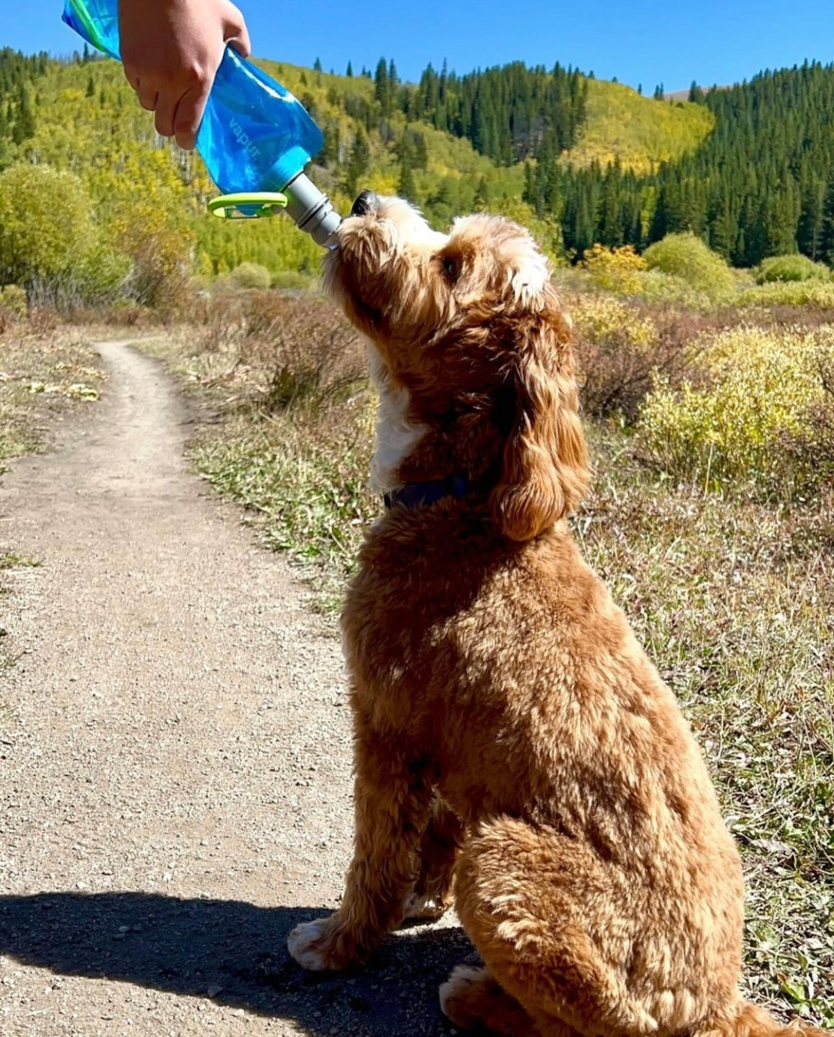 Vapur EZ Lick Dog Bottle 0.7L - Water